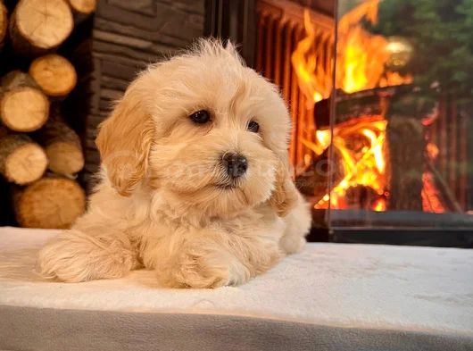 Pamuk Şeker Gi̇bi̇ Malti̇poo Yavrusu Tüy Dökmez-Alerji̇ Yapmaz