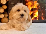 Pamuk Şeker Gi̇bi̇ Malti̇poo Yavrusu Tüy Dökmez-Alerji̇ Yapmaz