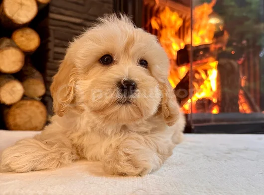 Pamuk Şeker Gi̇bi̇ Malti̇poo Yavrusu Tüy Dökmez-Alerji̇ Yapmaz görsel