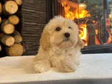 Pamuk Şeker Gi̇bi̇ Malti̇poo Yavrusu Tüy Dökmez-Alerji̇ Yapmaz