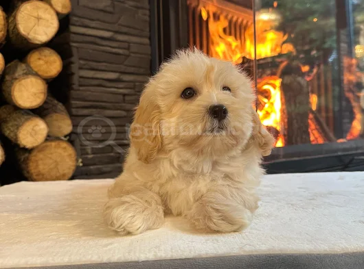 Pamuk Şeker Gi̇bi̇ Malti̇poo Yavrusu Tüy Dökmez-Alerji̇ Yapmaz görsel