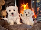 Safkan ve Sağlıklı Maltese Terrier Oyuncu Cana Yakın