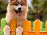 JAPONYANIN EFSANELEŞEN AKITA INU YENİ YUVASINA HAZIR