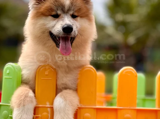 Japonyanin Efsaneleşen Akita Inu Yeni̇ Yuvasina Hazir