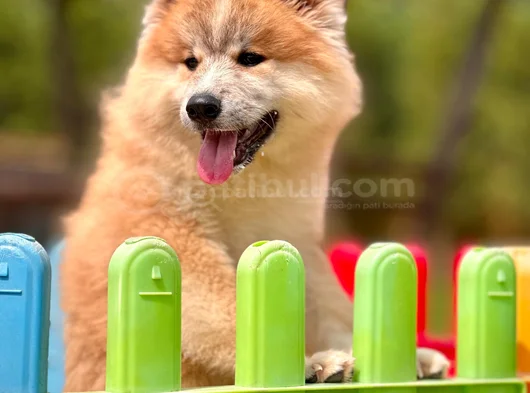 Japonyanin Efsaneleşen Akita Inu Yeni̇ Yuvasina Hazir görsel