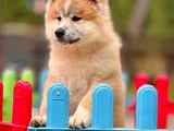 Japonyanin Efsaneleşen Akita Inu Yeni̇ Yuvasina Hazir