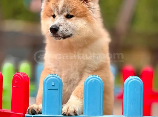 Japonyanin Efsaneleşen Akita Inu Yeni̇ Yuvasina Hazir görsel
