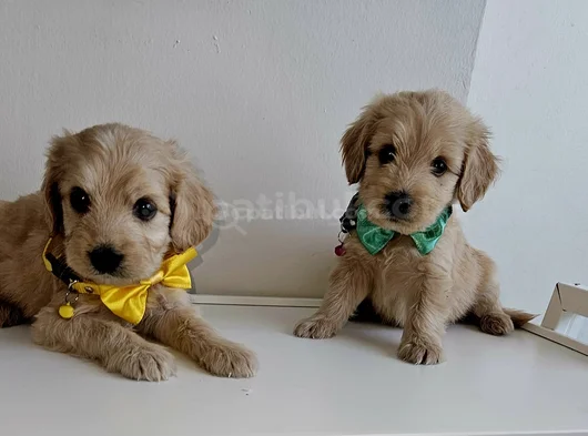 Maltipo Bebeklerimiz Yeni Yuvalarını Bekliyor görsel