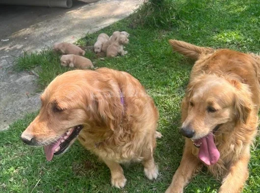 Baybface Orjinal Golden Bebekler görsel