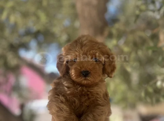 Uygun F2 Maltipoo Yavrular