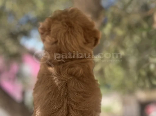 Uygun F2 Maltipoo Yavrular görsel