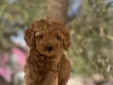 Uygun F2 Maltipoo Yavrular