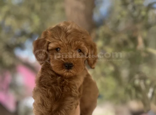 Uygun F2 Maltipoo Yavrular görsel