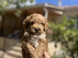 Uygun F2 Maltipoo Yavrular
