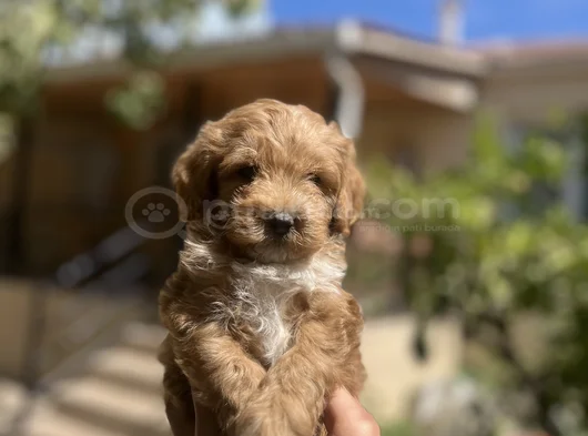 Uygun F2 Maltipoo Yavrular görsel