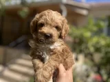 Uygun F2 Maltipoo Yavrular