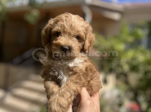 Uygun F2 Maltipoo Yavrular görsel