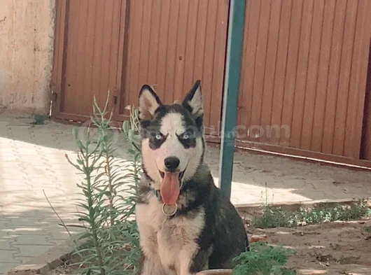 4 Aylık Aşıları Tam Husky