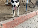 4 Aylık Aşıları Tam Husky