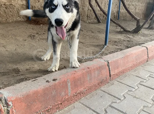 4 Aylık Aşıları Tam Husky görsel