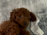 5  Aylık Yavru Toy Poodle