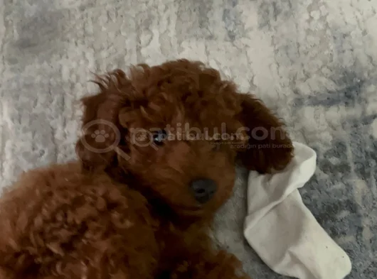 5  Aylık Yavru Toy Poodle görsel