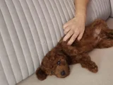 5  Aylık Yavru Toy Poodle