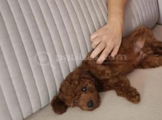 5  Aylık Yavru Toy Poodle görsel