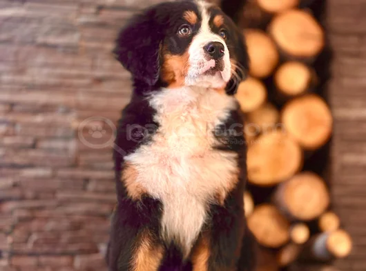 Üç Renkli Masumiyet Bernese Mountain Yavrusu görsel