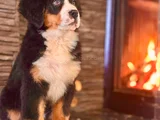 Üç Renkli Masumiyet Bernese Mountain Yavrusu