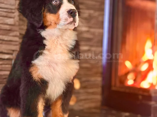 Üç Renkli Masumiyet Bernese Mountain Yavrusu görsel