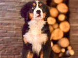 üç renkli masumiyet bernese mountain yavrusu