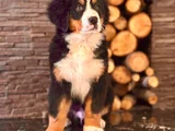 Üç Renkli Masumiyet Bernese Mountain Yavrusu