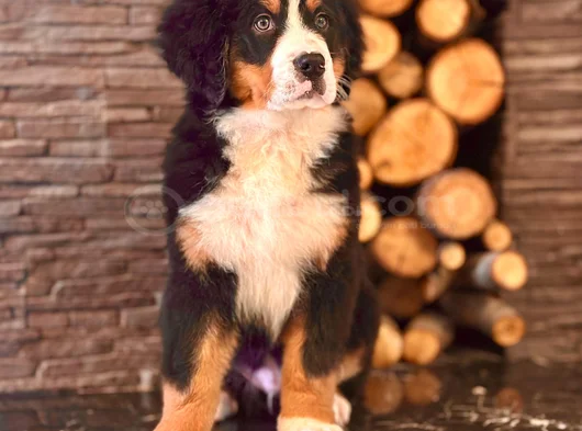 Üç Renkli Masumiyet Bernese Mountain Yavrusu görsel