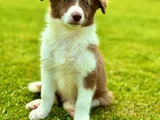 Border Collie Yavrular  Red