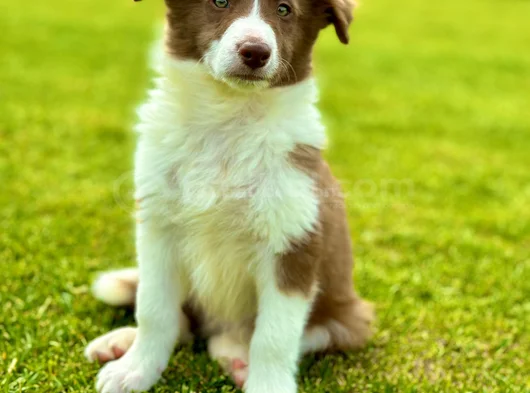 Border Collie Yavrular  Red görsel