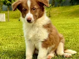 Border Collie Yavrular  Red