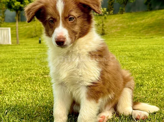 Border Collie Yavrular  Red