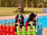 Güçlü Sadık Ve Sevimli Bernese Mountain Dog