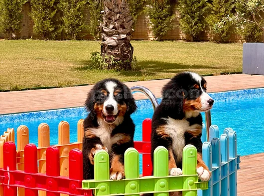 Güçlü Sadık Ve Sevimli Bernese Mountain Dog görsel