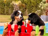 Güçlü Sadık Ve Sevimli Bernese Mountain Dog