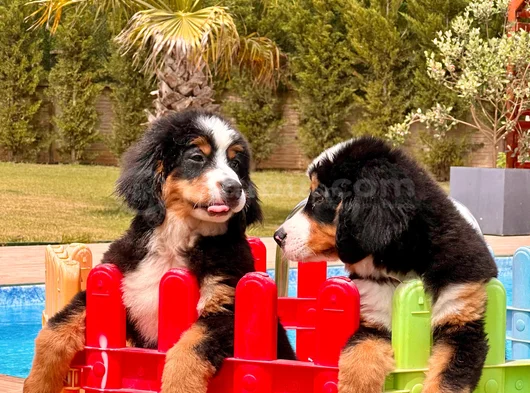 Güçlü Sadık Ve Sevimli Bernese Mountain Dog görsel