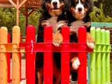 Güçlü Sadık Ve Sevimli Bernese Mountain Dog
