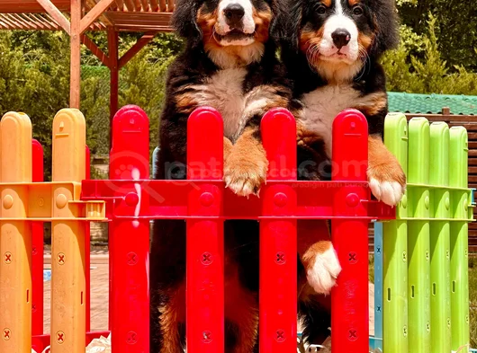 Güçlü Sadık Ve Sevimli Bernese Mountain Dog görsel