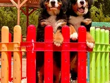 Güçlü Sadık Ve Sevimli Bernese Mountain Dog