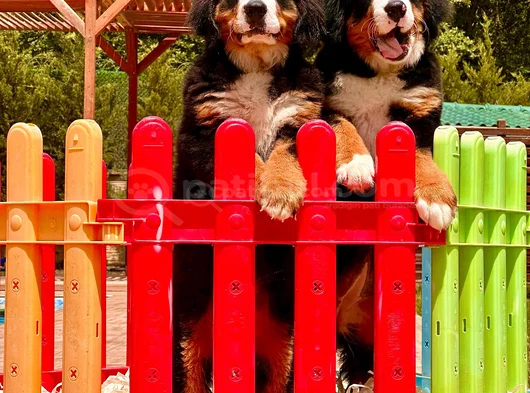 Güçlü Sadık Ve Sevimli Bernese Mountain Dog görsel