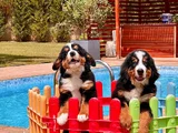 güçlü sadık ve sevimli bernese mountain dog