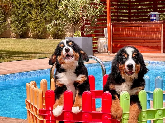 Güçlü Sadık Ve Sevimli Bernese Mountain Dog
