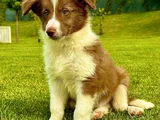 Border Collie Yavrular  Red