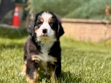 Üç Renkli̇ Güzelli̇k Safkan Bernese Mountain